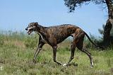 GREYHOUND 106